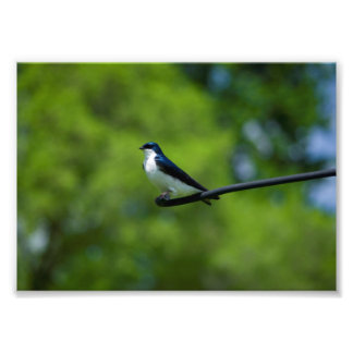 Foto Tree Swallow