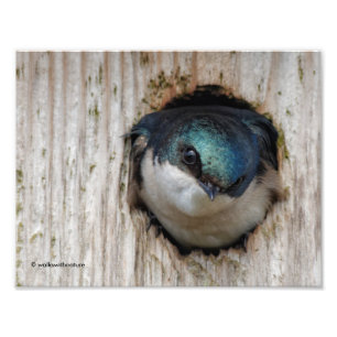 Foto Tree Swallow, Novo Proprietário da Nestbox
