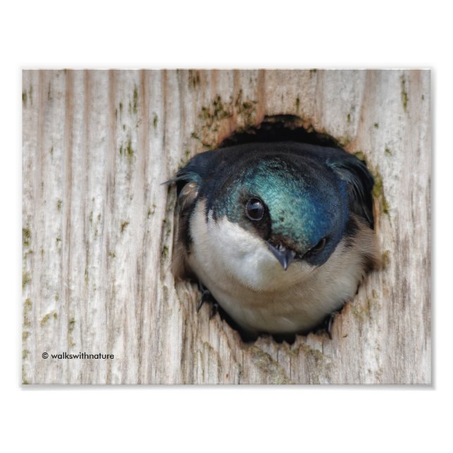 Foto Tree Swallow, Novo Proprietário da Nestbox (Frente)