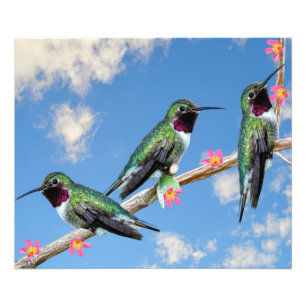 Foto Três beija-flores soltos num ramo de fio