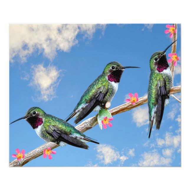 Foto Três beija-flores soltos num ramo de fio (Frente)