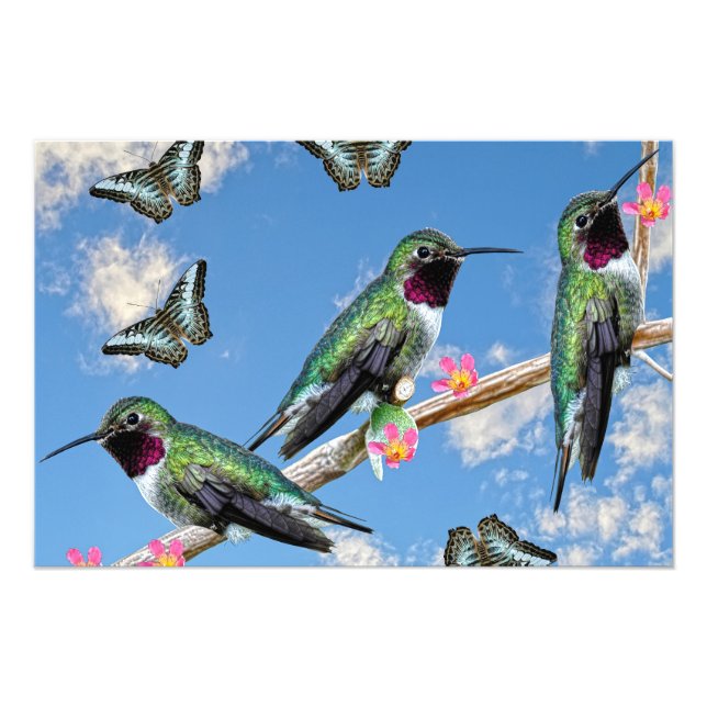 Foto Três beija-flores tocando num galho Flores Silas (Frente)