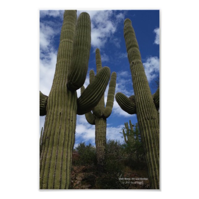 Foto Três cactos de Saguaro contra céu azul e nuvens (Frente)