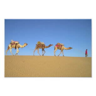 Foto Três Camelos no Poster do Deserto