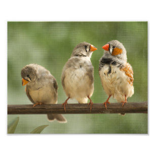 Foto Três passarinhos em um galho