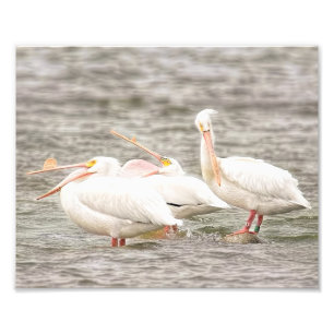 Foto Três Pelicanos pescando juntos
