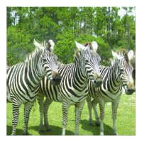Três Zebras em Meadow View