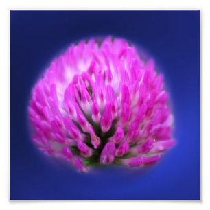 Foto Trevo Vermelho Flor Silvestre 8x8
