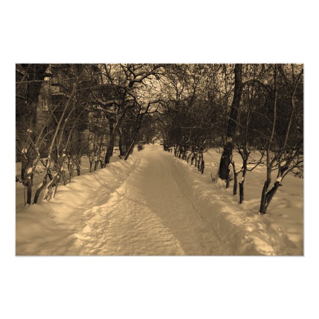 Foto Trilha de neve com árvores na sepia (Frente)
