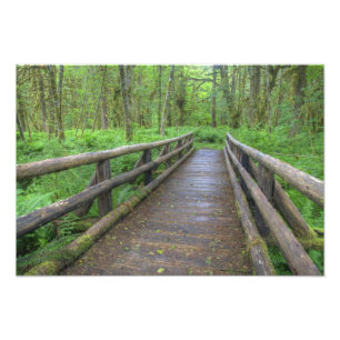 Foto trilha Maple Glade ponte de madeira, samambaias e