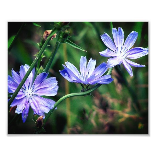 Foto Trio de Flor de Chicória Selvagem Azul 8x10 (Frente)
