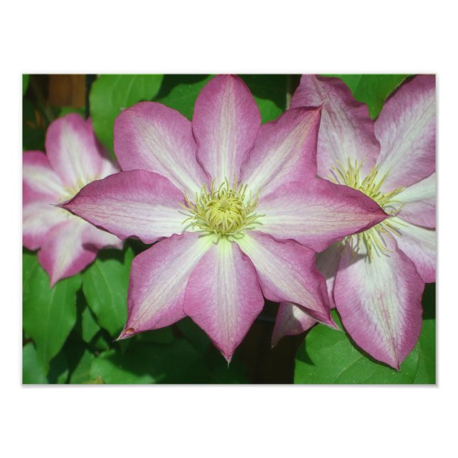Foto Trio de Vinha-Primavera branca e rosa-clematis (Frente)