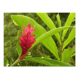 Foto Tropical de Flor Vermelho Ginger (Alpinia)