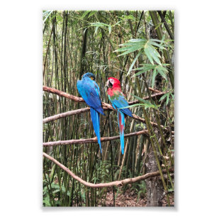 Foto Tropical de Parrot Bird