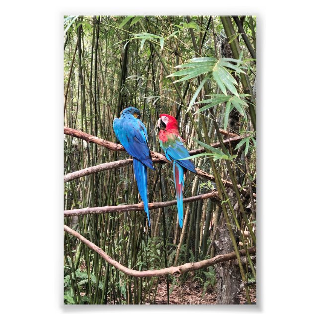 Foto Tropical de Parrot Bird (Frente)
