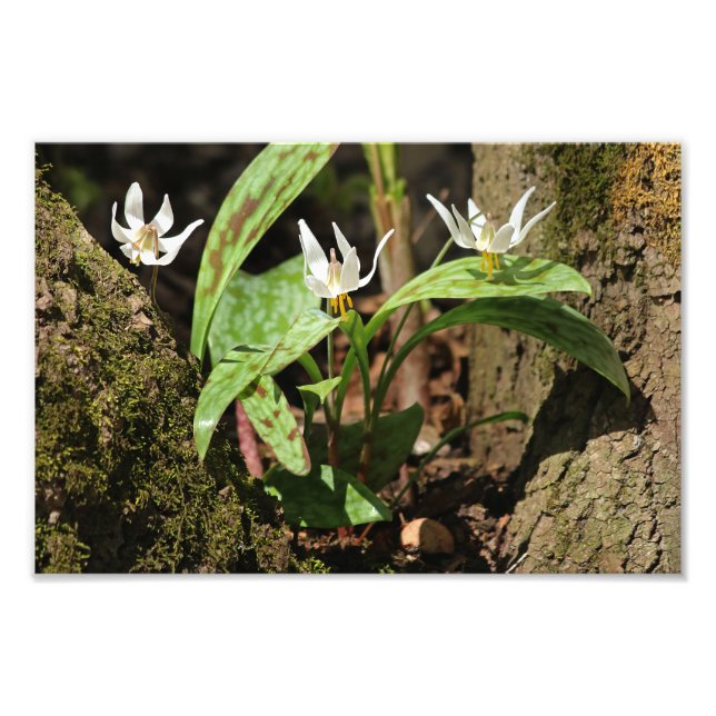 Foto Trout Lily Photo Impressão (Frente)