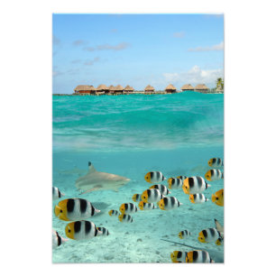 Foto Tubarão e peixes, impressão vertical da lagoa de