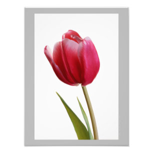 Foto Tulipa 7 - Única flor vermelha brilhante da tulip