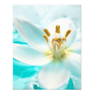 Foto Tulipa Branca Flor Azul Água Pond Aqua Turquoise