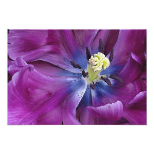 Foto Tulipa close-up, Jardins Keukenhof, Lisse, 2