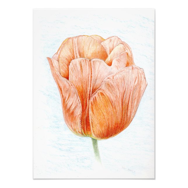 Foto Tulipa em Pêssego (Frente)