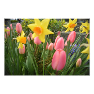 Foto Tulipa rosa e narciso amarelo flores na primavera