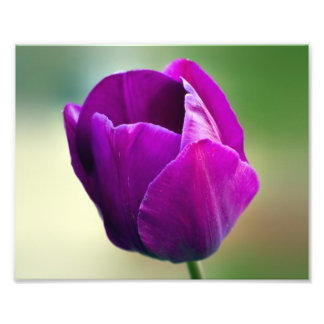 Foto Tulipa Roxa