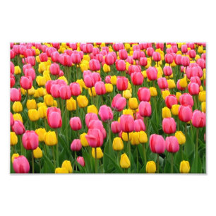 Foto Tulipas 1 impressão