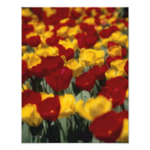 Foto Tulipas 2