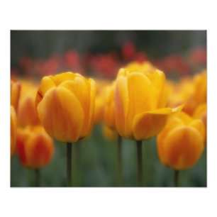 Foto Tulipas 2