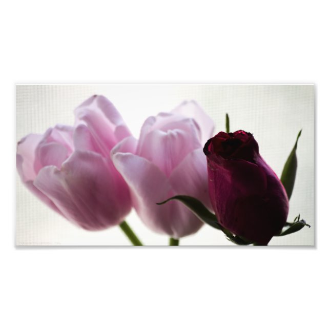 Foto Tulipas 3258 (Frente)