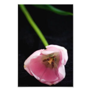 Foto Tulipas 3272