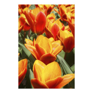 Foto Túlipas abundam nos Jardins Keukenhof, Holanda.