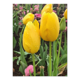 Foto Tulipas Amarelas