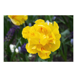 Foto Tulipas amarelas bonitas no jardim