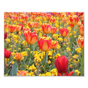 Foto Tulipas, amarelo brilhante e colorido e vermelho