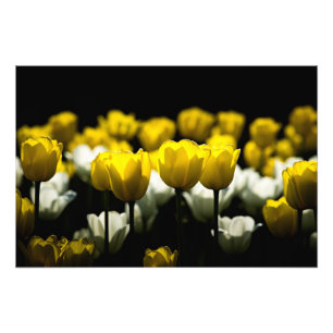 Foto Tulipas Amarelo E Branco