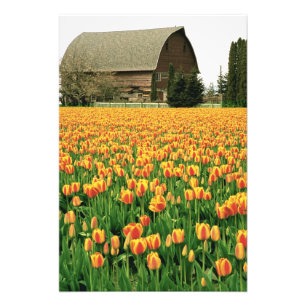 Foto Tulipas da primavera florescem em frente a velho c