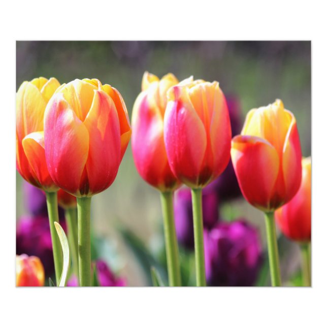 Foto Tulipas de queda Achama (Frente)