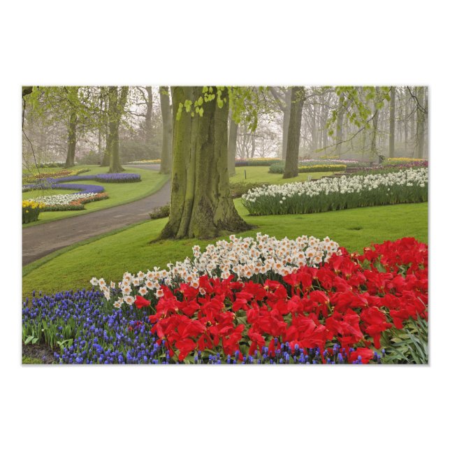 Foto Tulipas e daffodils, Jardins de Keukenhof, (Frente)