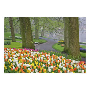 Foto Tulipas e estrada, Jardins Keukenhof, Lisse,