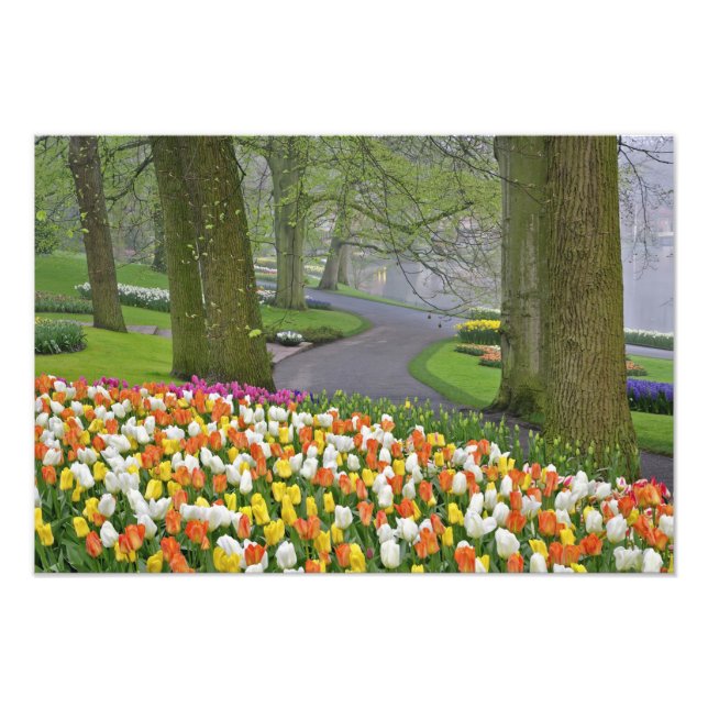 Foto Tulipas e estradas, Jardins de Keukenhof, Lisse, (Frente)
