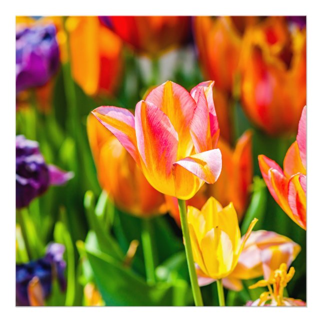 Foto Tulipas Encantando 17 (Frente)