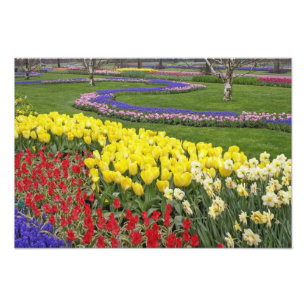 Foto Tulipas, Jacintos de Uva e Narcisos,