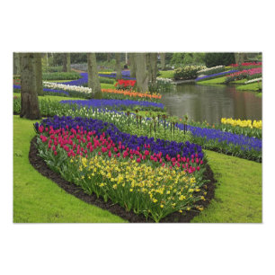 Foto Tulipas, Jacintos de Uva e narcisos,