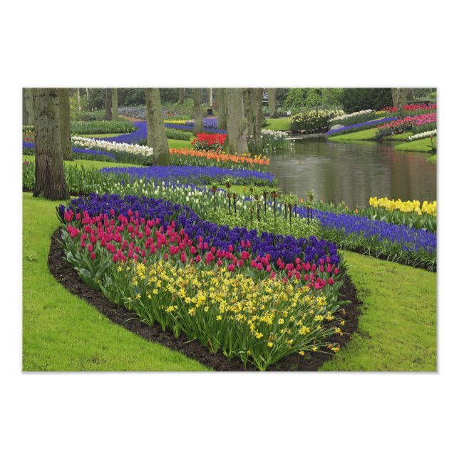 Foto Tulipas, Jacintos de Uva e narcisos, (Frente)