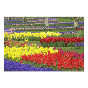 Foto Tulipas, Jacintos e Narcisos, 2