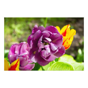 Foto Tulipas lilás em um dia ensolarado
