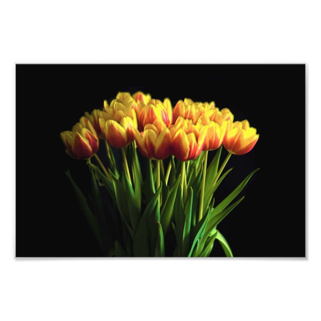 Foto Tulipas no Vaso da Flor (Frente)