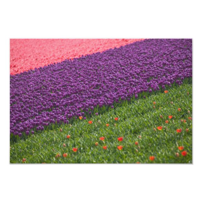 Foto Tulipas nos Jardins Keukenhof, Amsterdã, 2 (Frente)